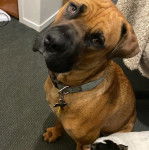 Un Mastweiler au pelage fauve, assis sur un tapis et portant un collier autour du cou