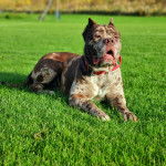 Un Mastweiler au pelage tricolore, allongé sur une pelouse, ayant la gueule légèrement ouverte et portant un collier autour du cou 