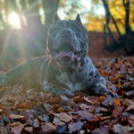 Un Mastweiler au pelage tricolore, allongé sur un sol jonchés de feuilles mortes et ayant la gueule ouverte
