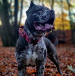 Un Mastweiler au pelage tricolore, debout sur une surface jonchés de feuilles mortes et portant un collier autour du cou