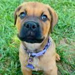 Un Mastweiler au pelage fauve, assis sur une surface herbacée et portant un collier autour du cou 
