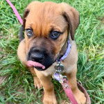 Un Mastweiler au pelage fauve, assis sur une surface herbacée, léchant son museau et qui est tenu en laisse