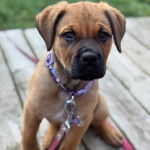 Un Mastweiler au pelage fauve, assis sur un plancher en bois et qui est tenu en laisse 