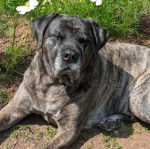 Un Mastweiler au pelage bicolore, allongé et semblant détendu