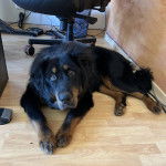 Un Mastweiler au pelage bicolore, allongé sur un sol carrelé et regardant la caméra 