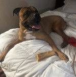 Un Mastweiler au pelage bicolore, allongé sur un lit et ayant la gueule ouverte 