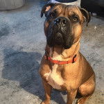 Un Mastweiler au pelage bicolore, assis sur un tapis et portant un collier autour du cou 