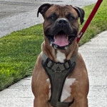 Un Mastweiler au pelage bicolore, regardant vers la caméra, portant un harnais et qui est tenu en laisse 