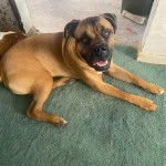 Un Mastweiler au pelage fauve, allongé sur un tapis et regardant la caméra de haut 