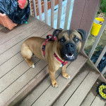 Un Mastweiler au pelage fauve, assis sur des escaliers en bois et portant un harnais 