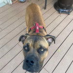 Un Mastweiler au pelage fauve, debout sur un plancher en bois et portant un harnais