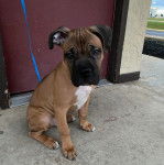 Un Mastweiler au pelage bicolore, assis sur une surface bétonnée et regardant vers la caméra