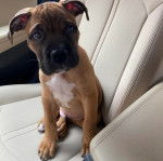 Un Mastweiler au pelage bicolore, assis dans une voiture et semblant détendu 