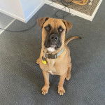 Un Mastweiler au pelage fauve, assis sur un tapis et portant un collier autour du cou