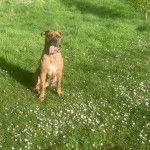 Un Mastweiler au pelage fauve, assis sur une surface herbacée, ayant la langue pendante et portant un collier autour du cou