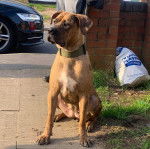 Un Mastweiler au pelage bicolore, assis sur une surface bétonnée et portant un collier autour du cou