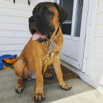 Un Mastweiler au pelage fauve, assis sur une surface bétonnée, ayant la gueule ouverte et qui est tenu en laisse