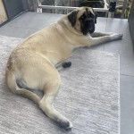 Un Mastweiler allongé sur un tapis et regardant vers la caméra