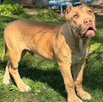 Un Mastweiler au pelage fauve, debout sur une surface herbacée et ayant la gueule légèrement ouverte