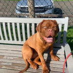 Un Mastweiler au pelage fauve, assis sur un banc en bois et portant un collier autour du cou