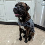 Un Mastweiler au pelage bicolore, assis sur une surface carrelé et portant un habit pour chien 