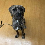 Un Mastweiler au pelage bicolore, assis sur un parquet en bois et qui est tenu en laisse