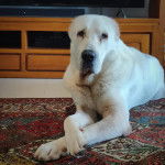 Un Mastweiler au pelage blanc, allongé sur un tapis et regardant vers la caméra 