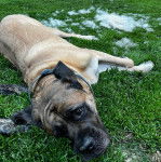 Un Mastweiler allongé sur une surface herbacée et portant un collier autour du cou 