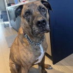 Un Mastweiler au pelage tricolore, assis sur un parquet en bois et portant une chaîne autour du cou 