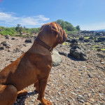 Un Mastweiler au pelage fauve, assis sur des gravillons et portant un collier autour du cou