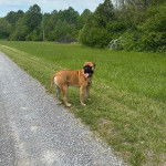 Un Mastweiler au pelage fauve, debout sur une surface herbacée et ayant la langue pendante 