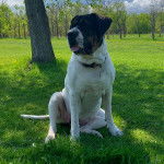 Un Mastweiler au pelage bicolore, assis sur une surface herbacée, ayant la langue pendante et portant un collier autour du cou 