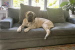 Un Mastweiler allongé sur un canapé et regardant vers la caméra