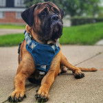 Un Mastweiler au pelage fauve, allongé sur une surface bétonnée et portant un harnais 