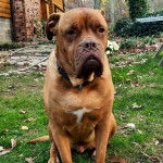 Un Mastweiler au pelage fauve, assis sur une surface herbacée, portant un collier autour du cou et regardant vers la caméra 