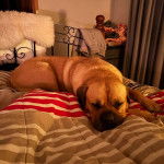 Un Mastweiler allongé sur un lit et semblant dormir