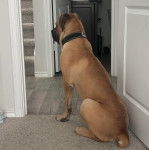 Un Mastweiler au pelage fauve, assis devant l'entrée d'une pièce et portant un collier autour du cou