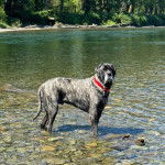 Un Mastweiler au pelage tricolore, debout dans l'eau et portant un collier autour du cou