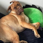 Un Mastweiler au pelage fauve, allongé sur un lit et regardant vers la caméra 