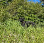 Un Mastweiler au pelage bicolore, debout sur une surface herbacée, portant un collier autour du cou et regardant vers la caméra 