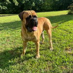 Un Mastweiler au pelage bicolore, debout sur une surface herbacée et tirant la langue