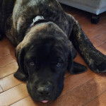 Un Mastweiler au pelage bicolore, allongé sur un plancher en bois et regardant la caméra 