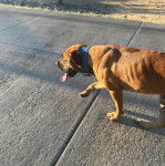 Un Mastweiler au pelage fauve, marchant sur une surface bétonnée, ayant la langue pendante et portant un collier autour du cou 