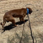 Un Mastweiler au pelage marron, marchant sur une surface herbacée et qui est tenu en laisse 