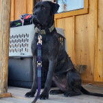 Un Mastweiler au pelage bicolore, assis sur un plancher en bois et qui est tenu en laisse