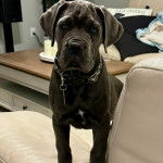 Un Mastweiler debout sur un canapé, regardant vers la caméra et portant un collier autour du cou 