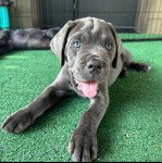 Un Mastweiler aullongé sur un tapis et tirant la langue