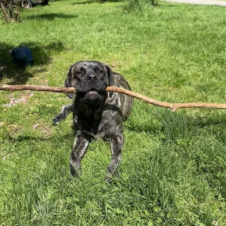 Un Mastweiler au pelage bicolore, allongé sur une surface herbacée et tenant un bâton dans la gueule