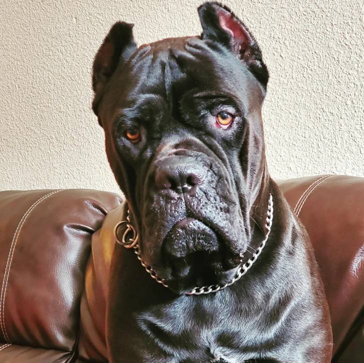 Un Mastweiler assis sur un canapé, portant un collier autour du cou et regardant vers la caméra 