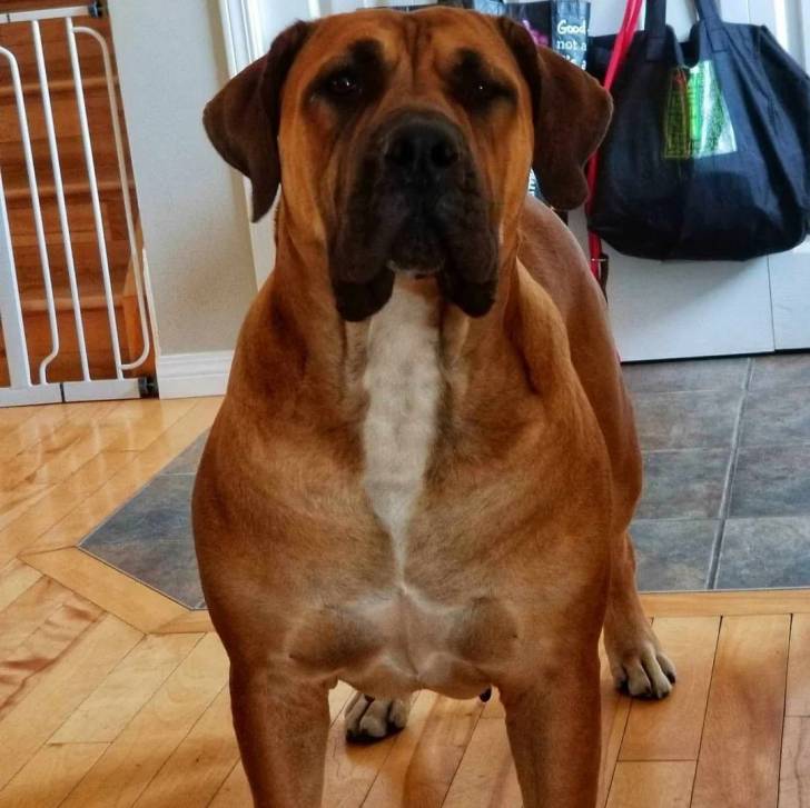 Un Mastweiler au pelage bicolore, debout sur un plancher en bois et regardant vers la caméra 